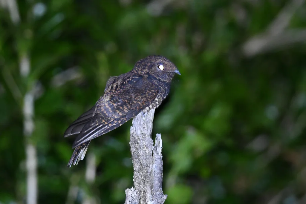 美洲乌夜鹰(Antrostomus saturatus)
