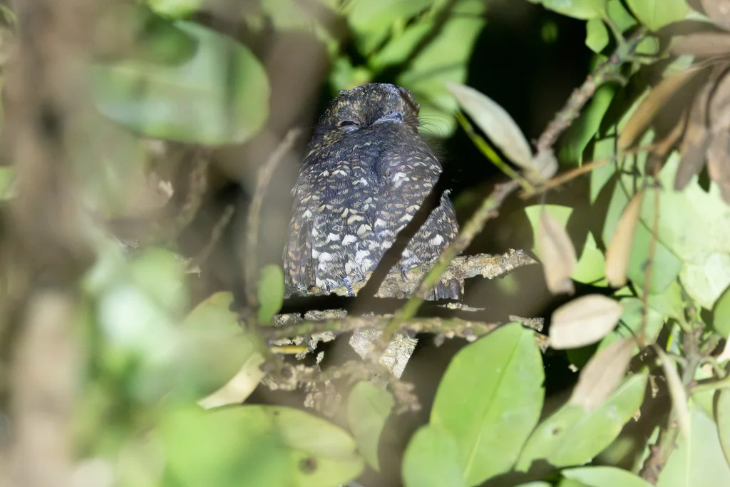 美洲乌夜鹰(Antrostomus saturatus)