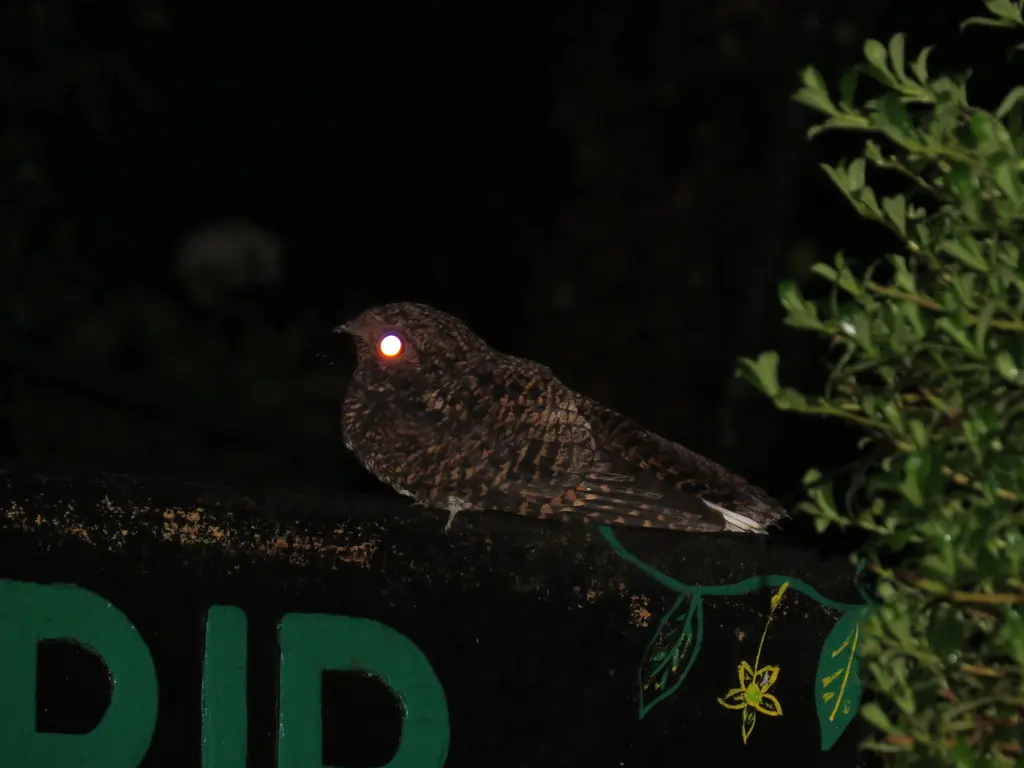 美洲乌夜鹰(Antrostomus saturatus)