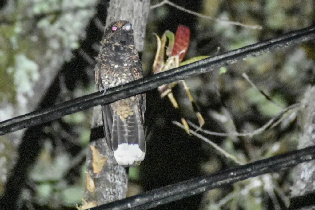 美洲乌夜鹰(Antrostomus saturatus)