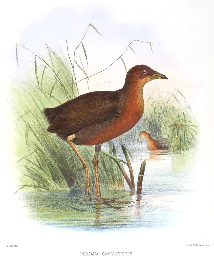 栗头田鸡(Anurolimnas castaneiceps)