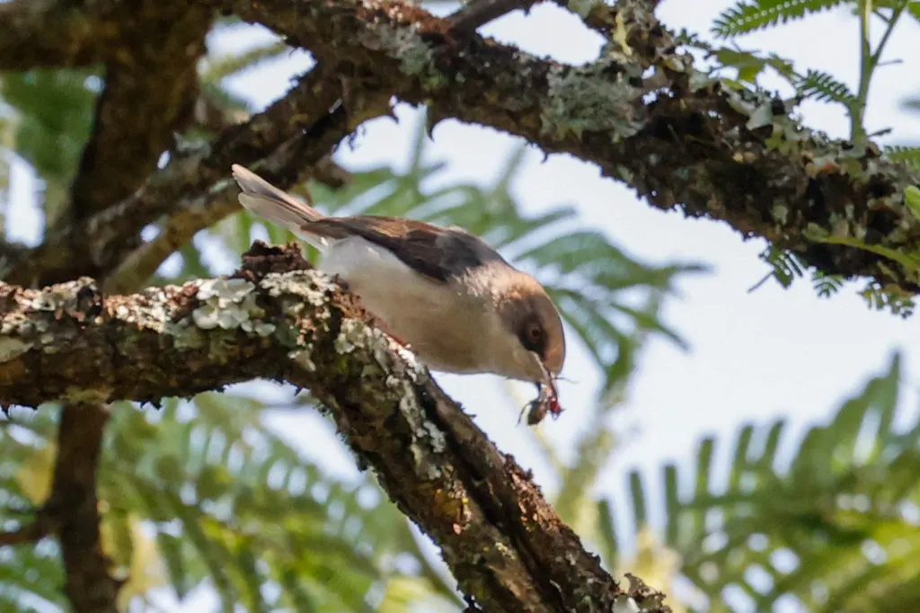 褐头娇莺（Apalis alticola）