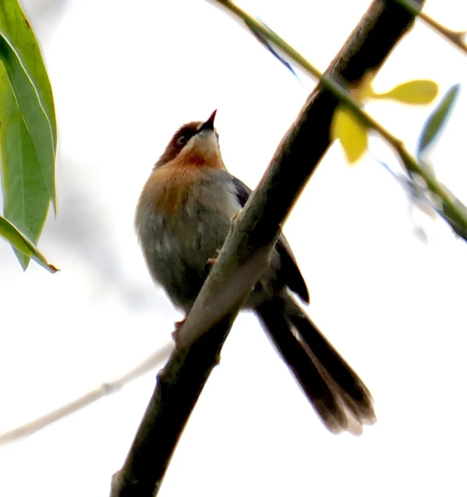 查氏娇莺(Apalis chapini)