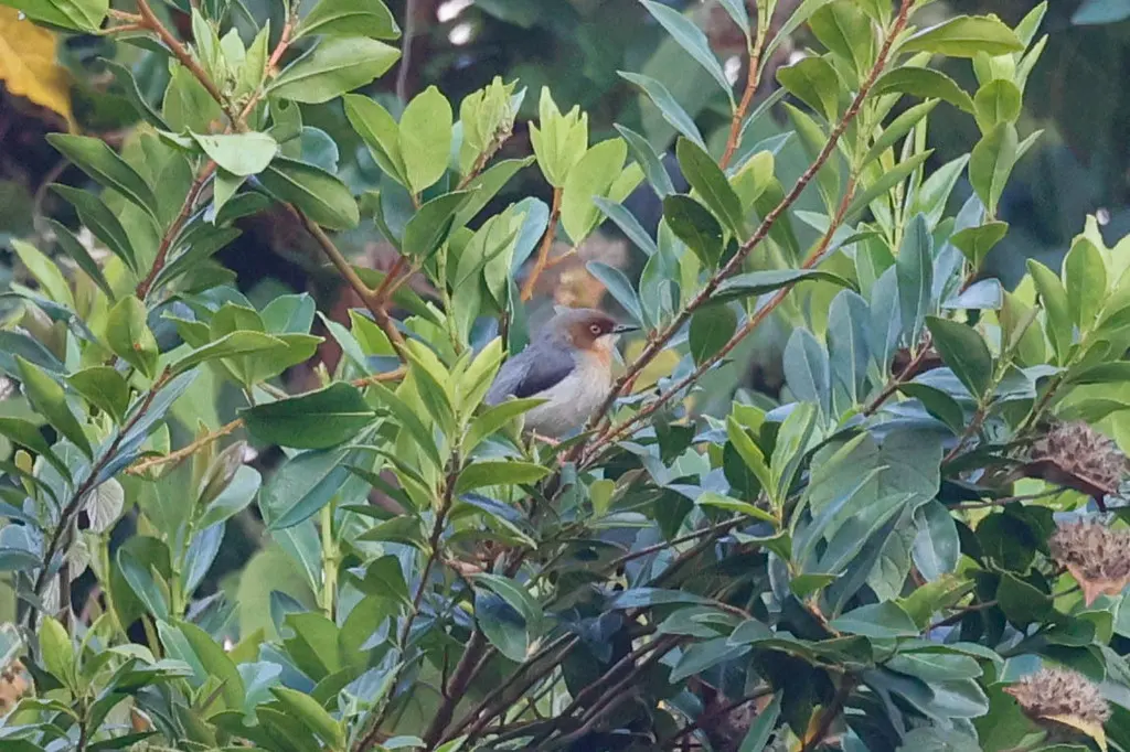 查氏娇莺(Apalis chapini)