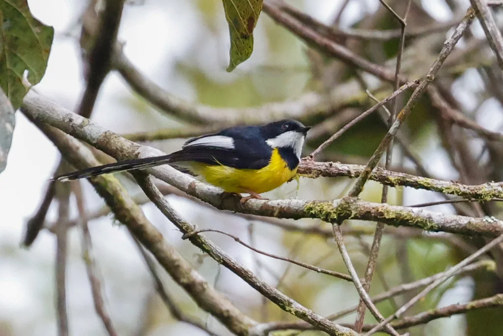 白翅娇莺(Apalis chariessa)