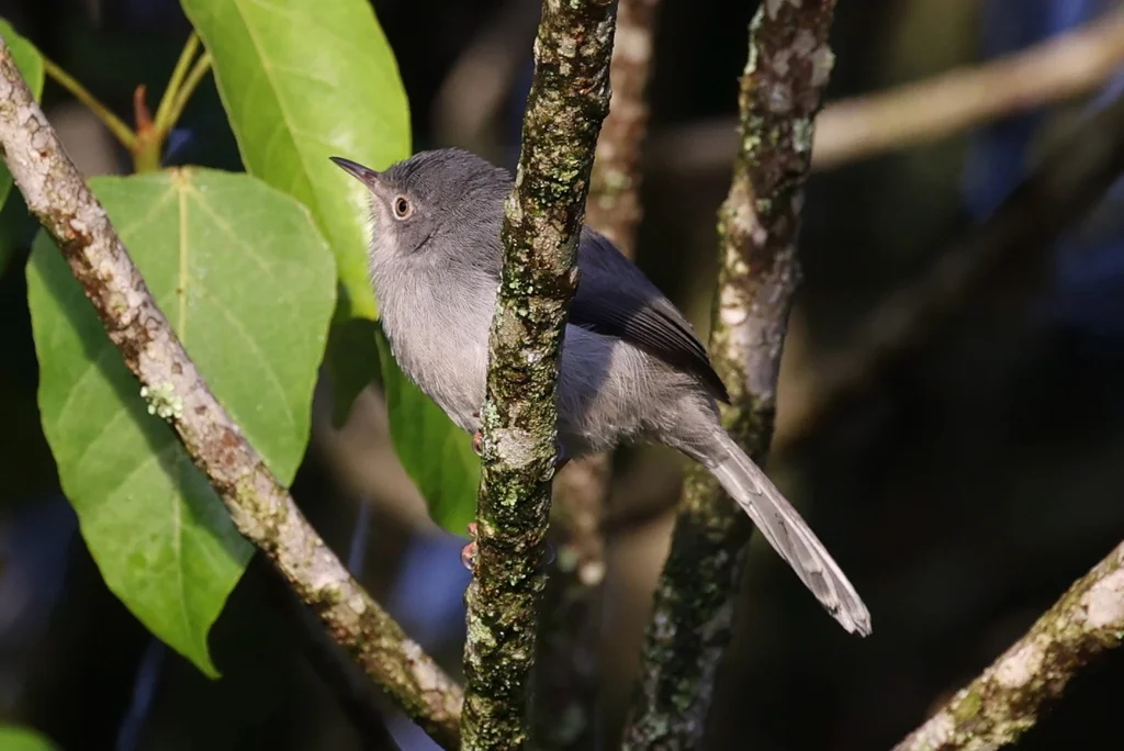赤尔娇莺(Apalis chirindensis)