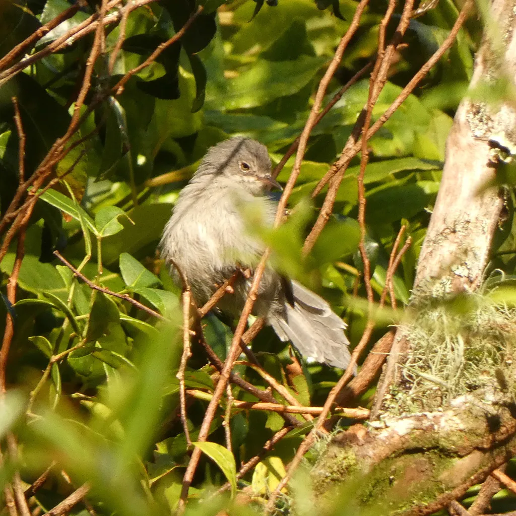 赤尔娇莺(Apalis chirindensis)