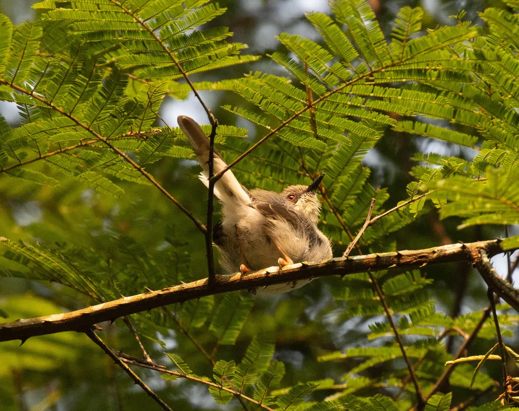 灰娇莺(Apalis cinerea)