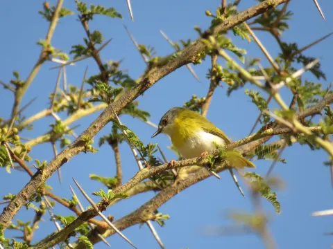 黄胸娇莺