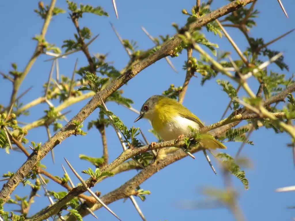 黄胸娇莺(Apalis flavida)