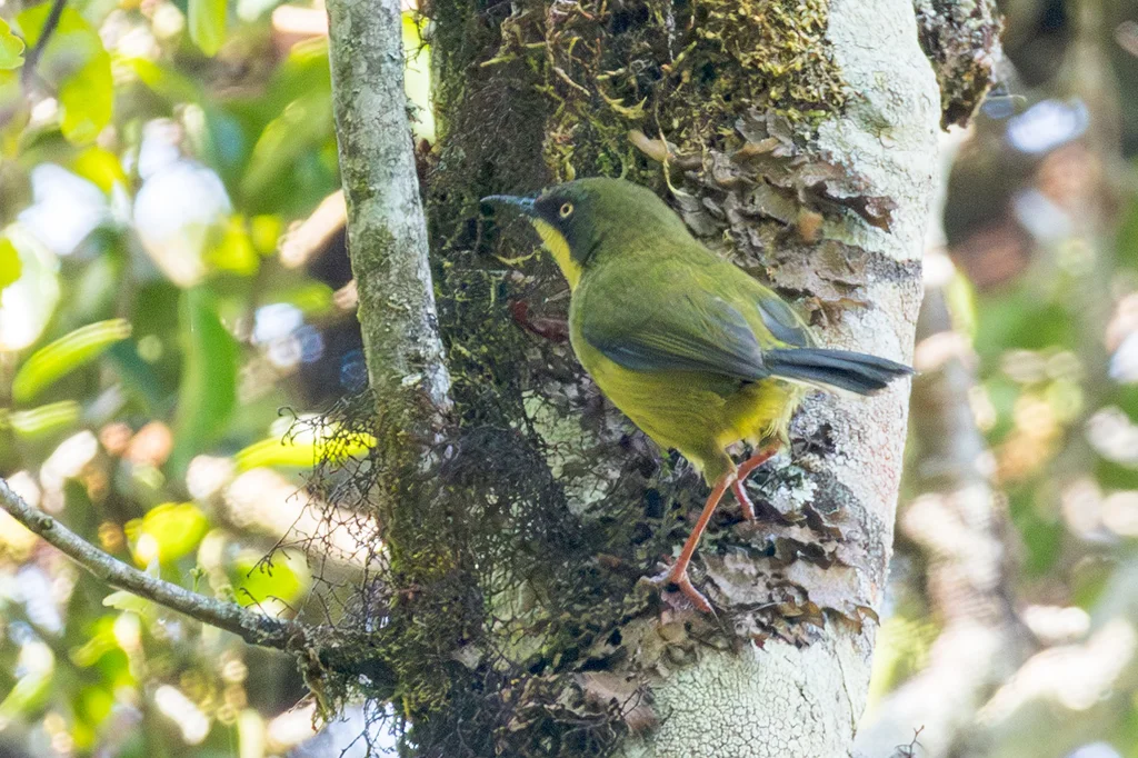 黄喉娇莺(Apalis flavigularis)