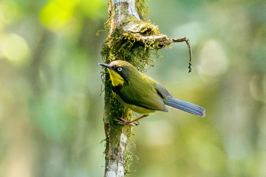 黄喉娇莺(Apalis flavigularis)