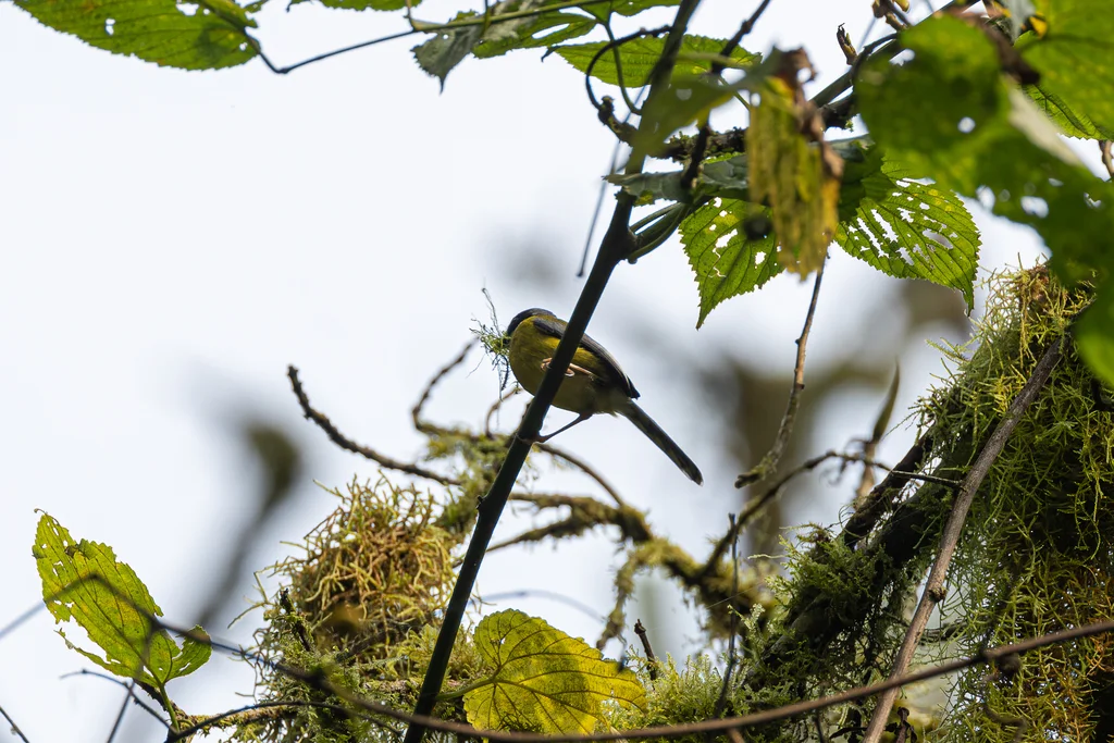 黑喉娇莺(Apalis jacksoni)