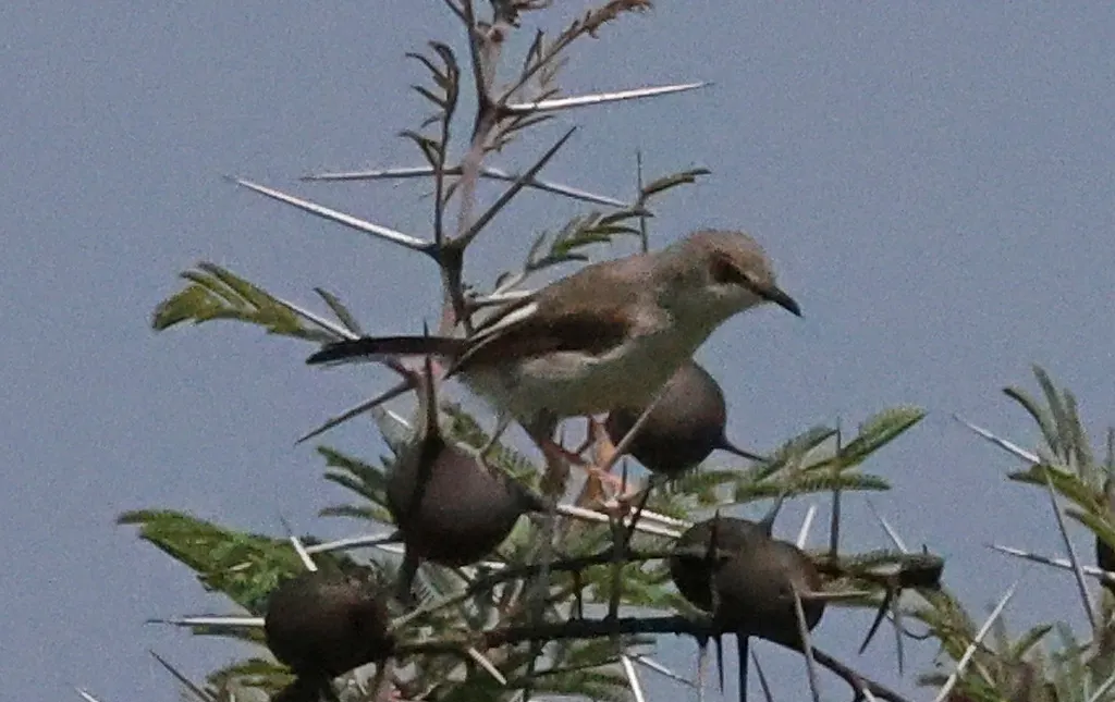 卡拉娇莺(Apalis karamojae)