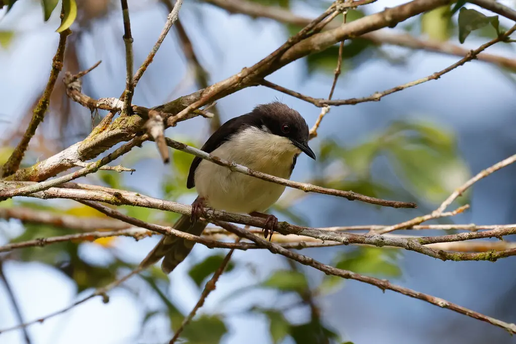 黑头娇莺(Apalis melanocephala)
