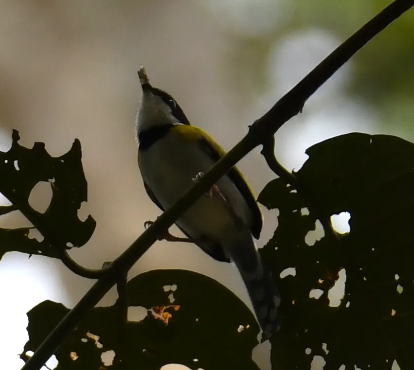 黑顶娇莺(Apalis nigriceps)
