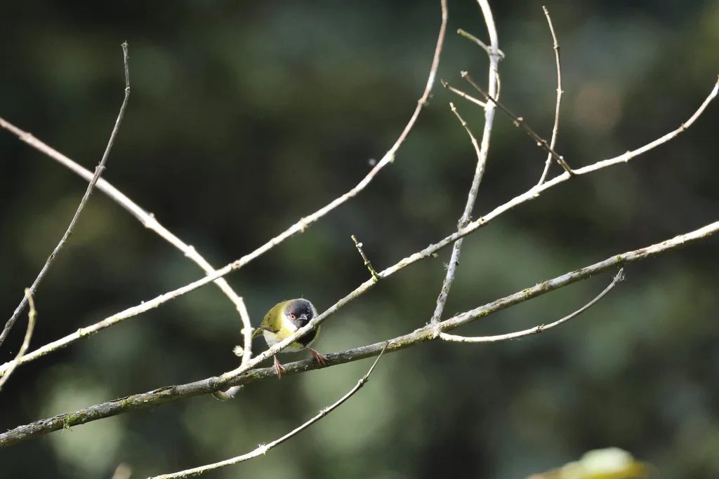 黑脸娇莺(Apalis personata)
