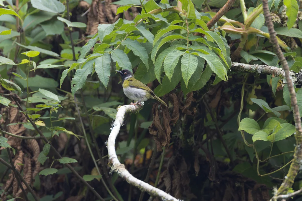 黑脸娇莺(Apalis personata)