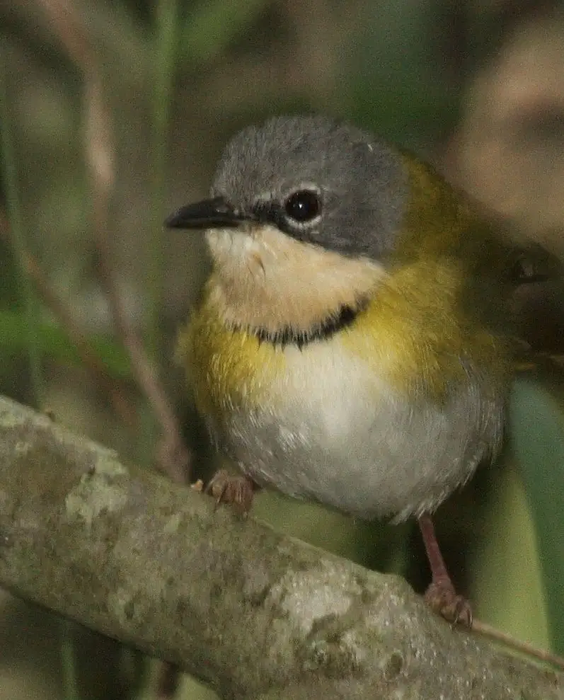 拉氏娇莺(Apalis ruddi)