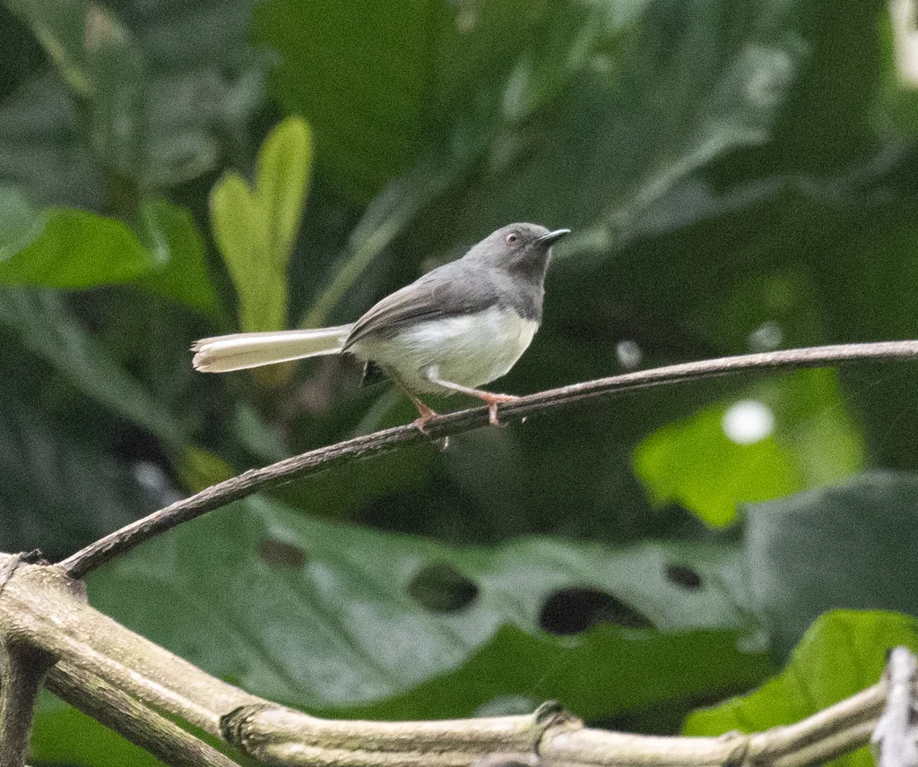 棕喉娇莺(Apalis rufogularis)