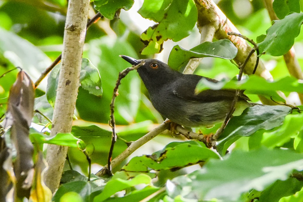 夏氏娇莺(Apalis sharpii)