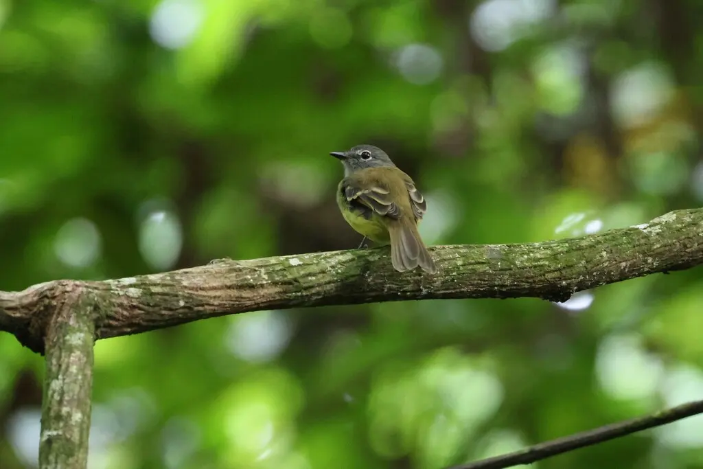 黑嘴斑翅霸鹟(Aphanotriccus audax)