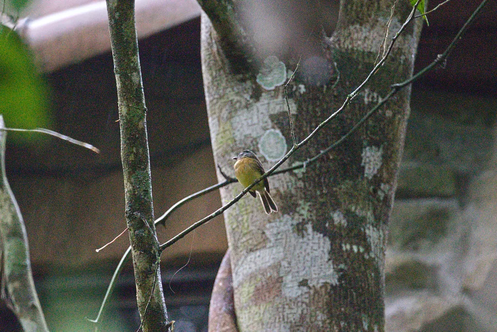 褐胸斑翅霸鹟（Aphanotriccus capitalis）