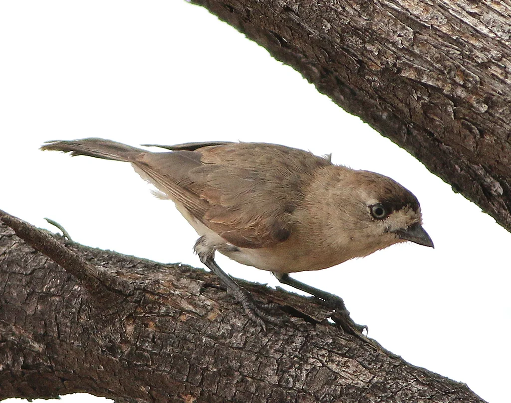 白脸刺莺(Aphelocephala leucopsis)