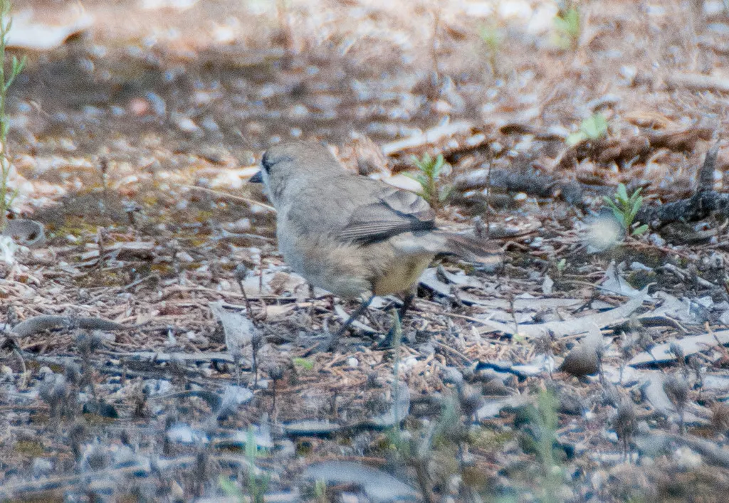 白脸刺莺(Aphelocephala leucopsis)