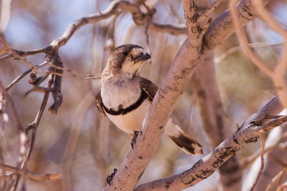 斑纹白脸刺莺(Aphelocephala nigricincta)