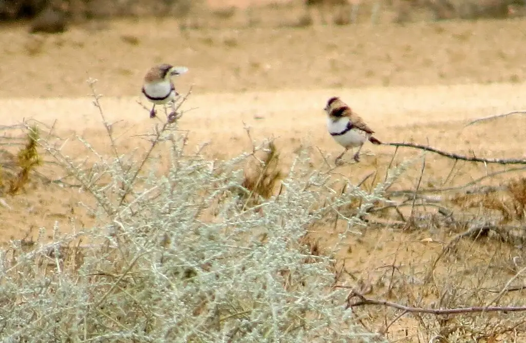 斑纹白脸刺莺(Aphelocephala nigricincta)