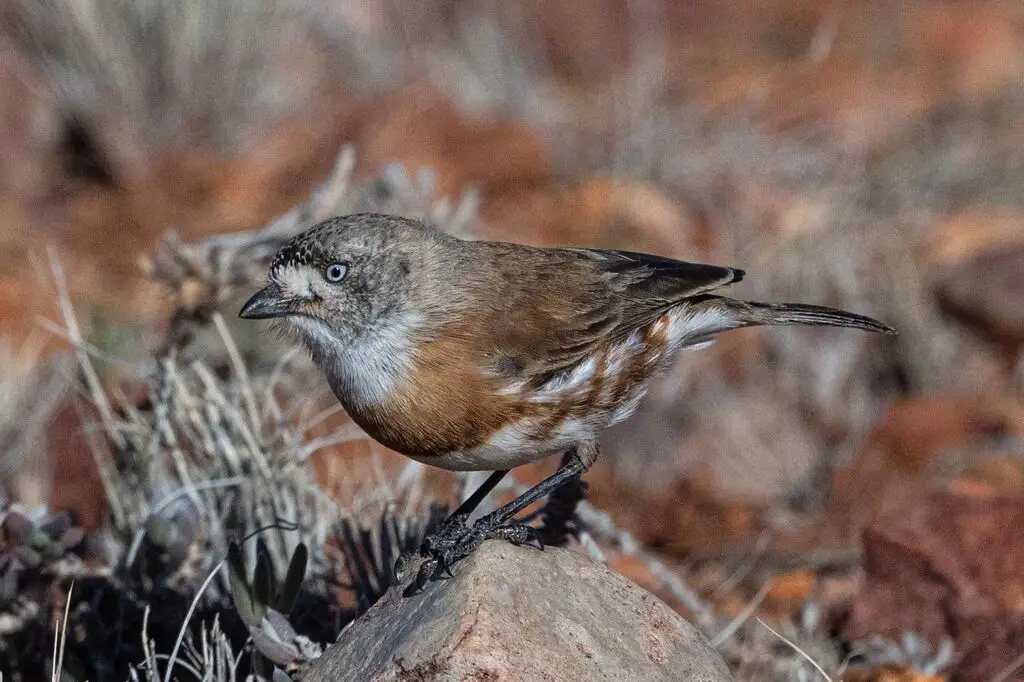 栗胸白脸刺莺(Aphelocephala pectoralis)