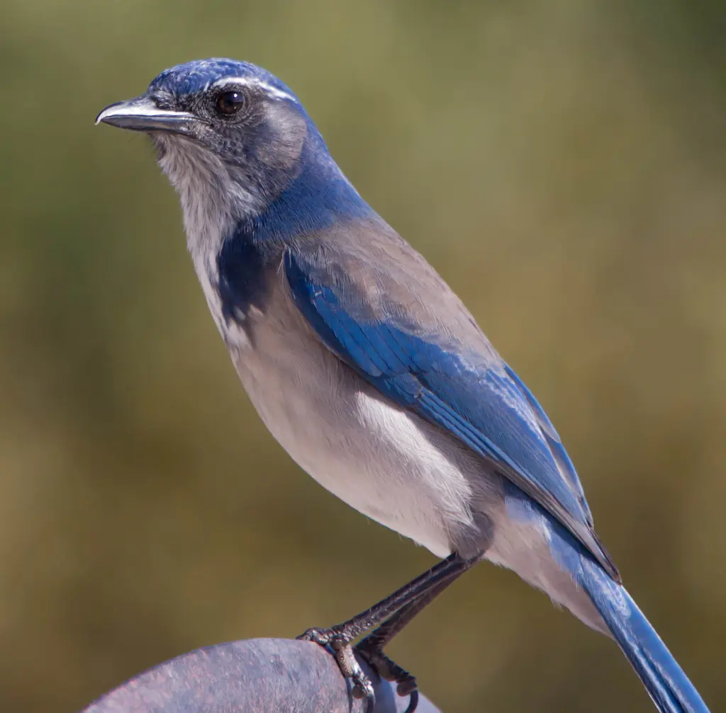 西丛鸦（Aphelocoma californica）