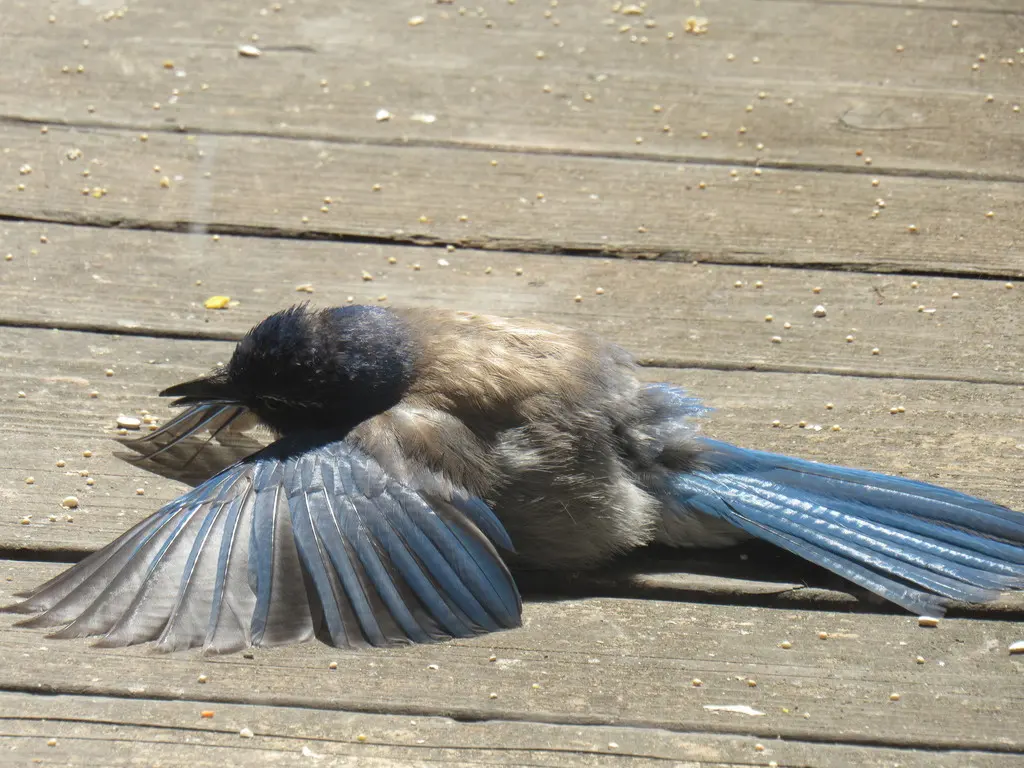 西丛鸦（Aphelocoma californica）