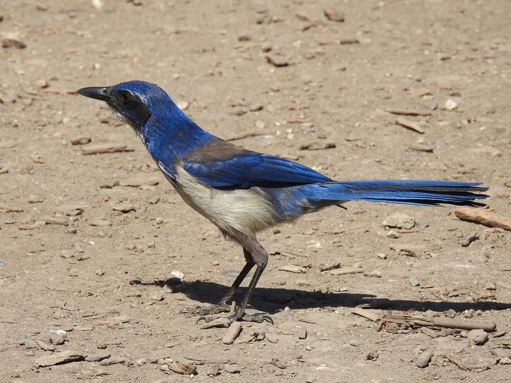 圣岛丛鸦(Aphelocoma insularis)