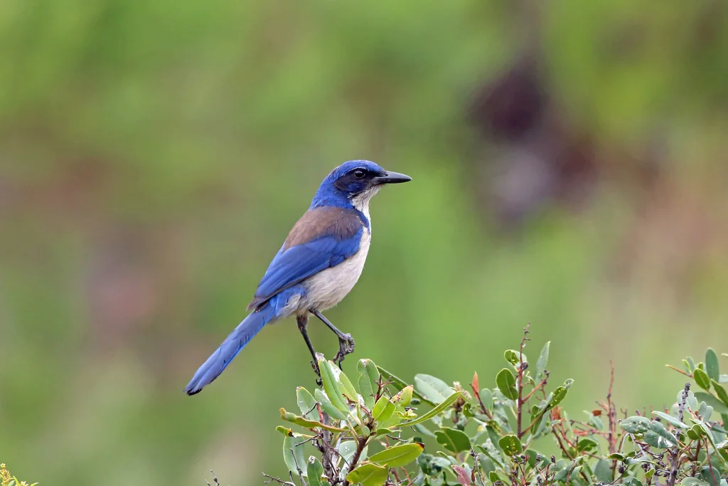 圣岛丛鸦(Aphelocoma insularis)