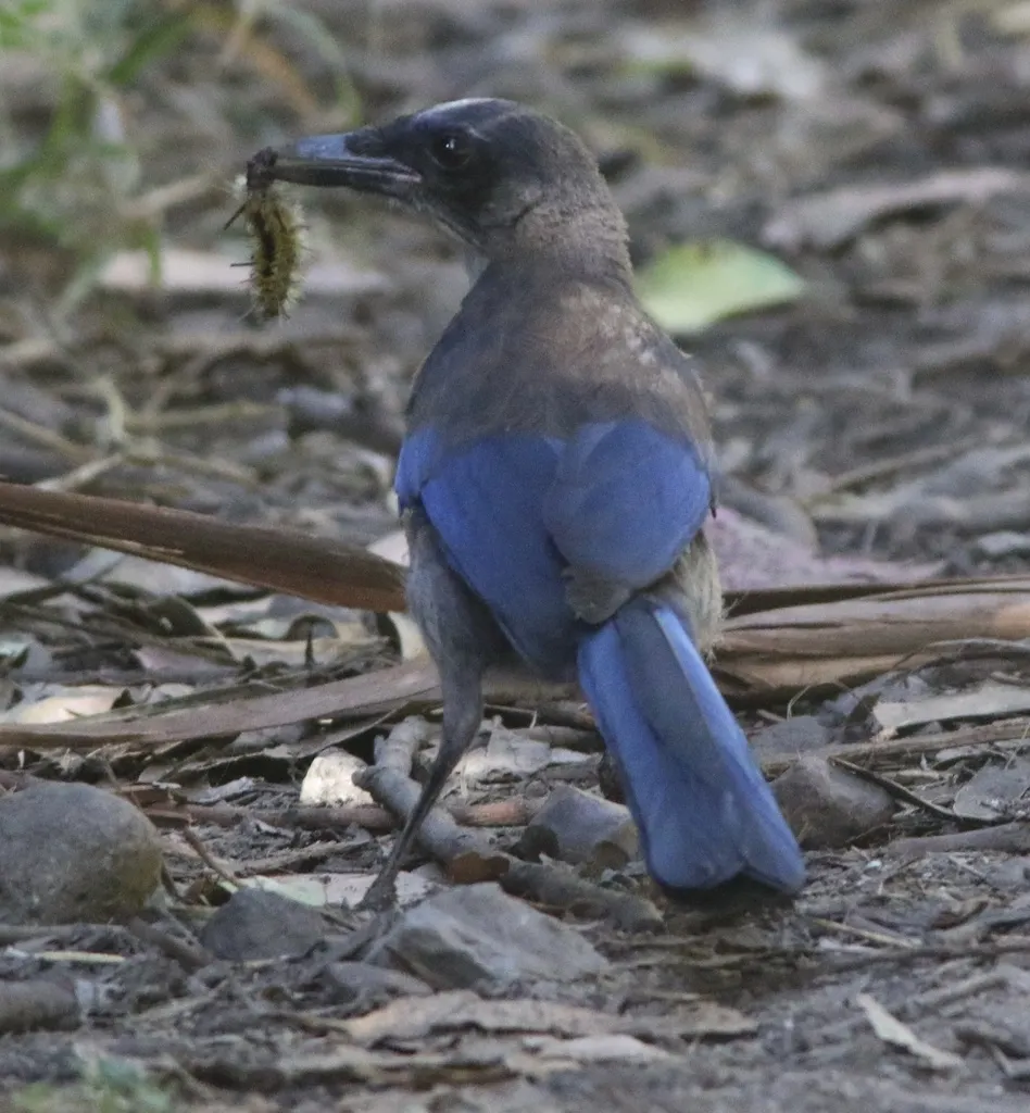 圣岛丛鸦(Aphelocoma insularis)