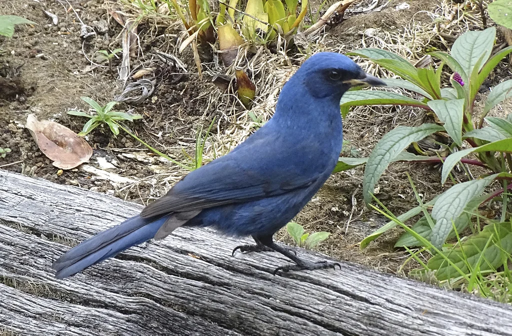 纯色丛鸦（Aphelocoma unicolor）