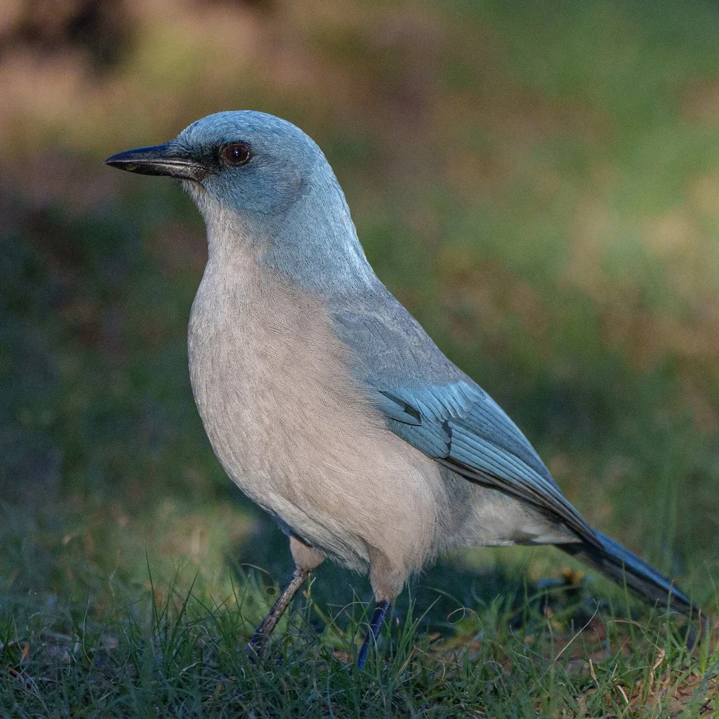 墨西哥丛鸦（Aphelocoma wollweberi）