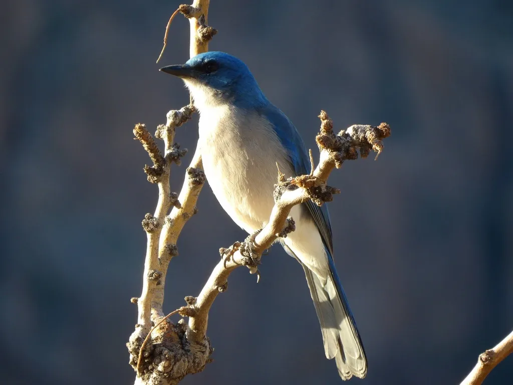 墨西哥丛鸦（Aphelocoma wollweberi）