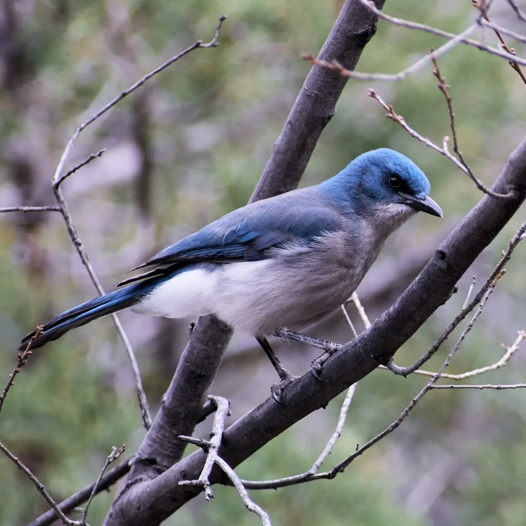 墨西哥丛鸦（Aphelocoma wollweberi）