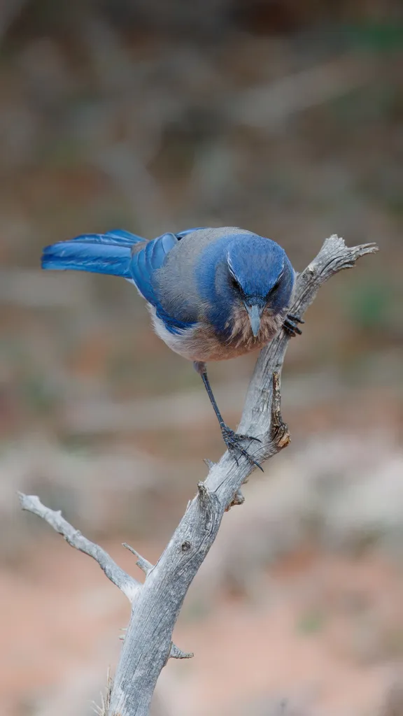 伍氏丛鸦(Aphelocoma woodhouseii)