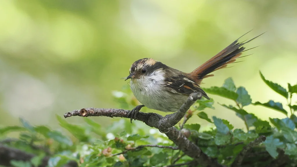 棘尾雷雀(Aphrastura spinicauda)