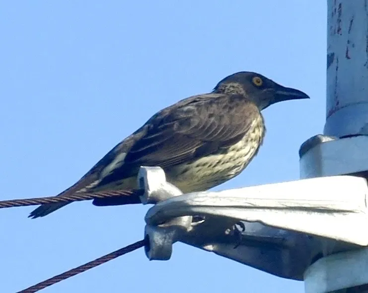 小辉椋鸟(Aplonis cantoroides)