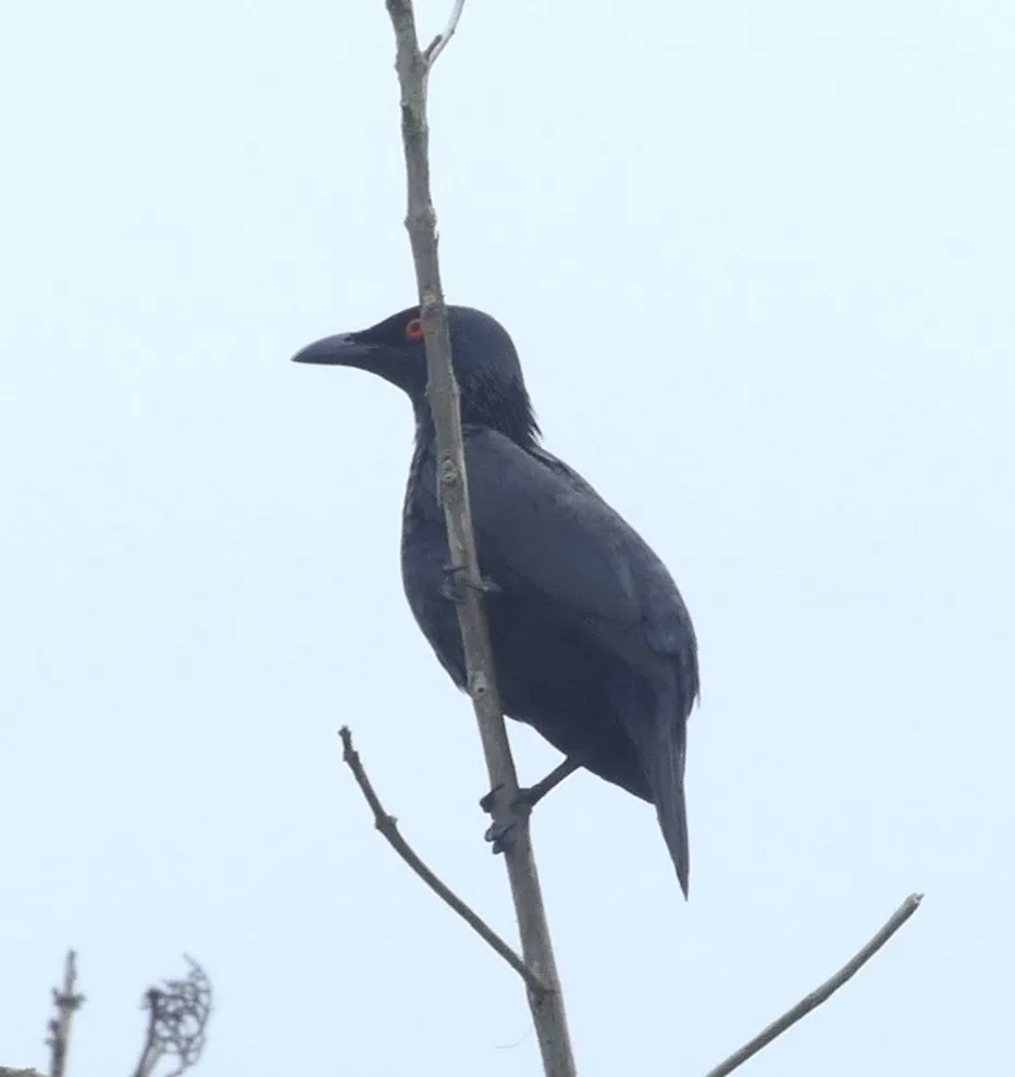 小辉椋鸟(Aplonis cantoroides)