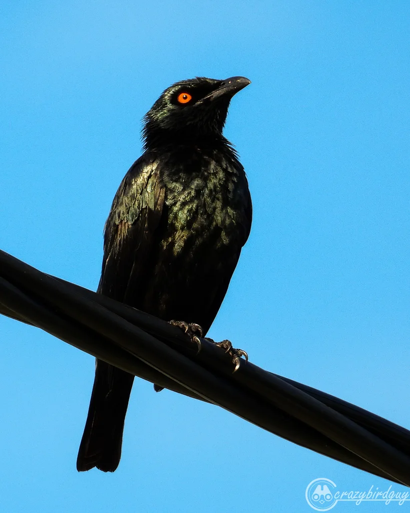 小辉椋鸟(Aplonis cantoroides)