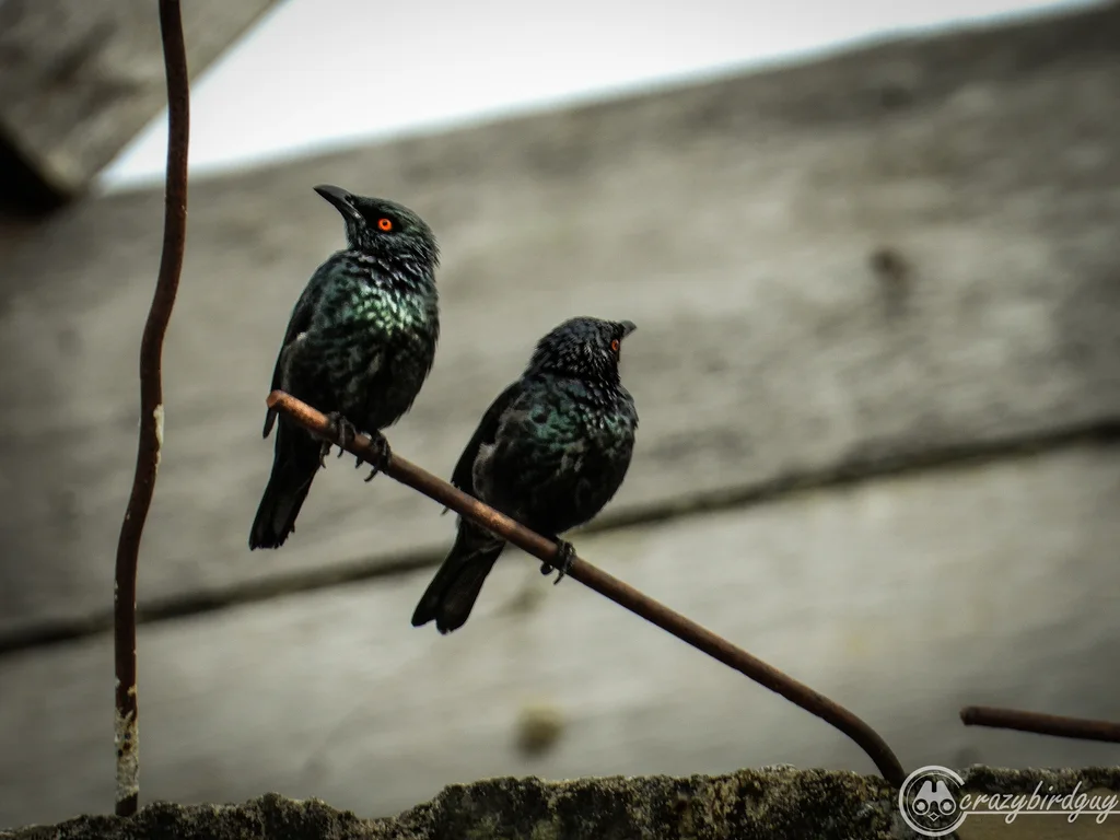 小辉椋鸟(Aplonis cantoroides)