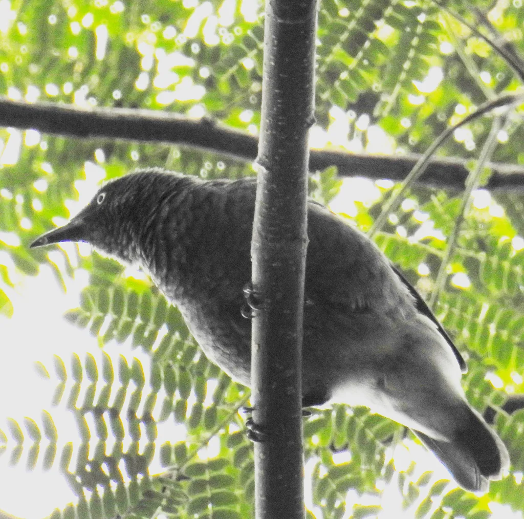 拉岛辉椋鸟(Aplonis cinerascens)