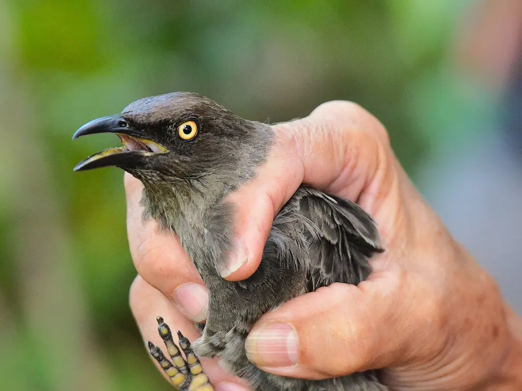 拉岛辉椋鸟(Aplonis cinerascens)