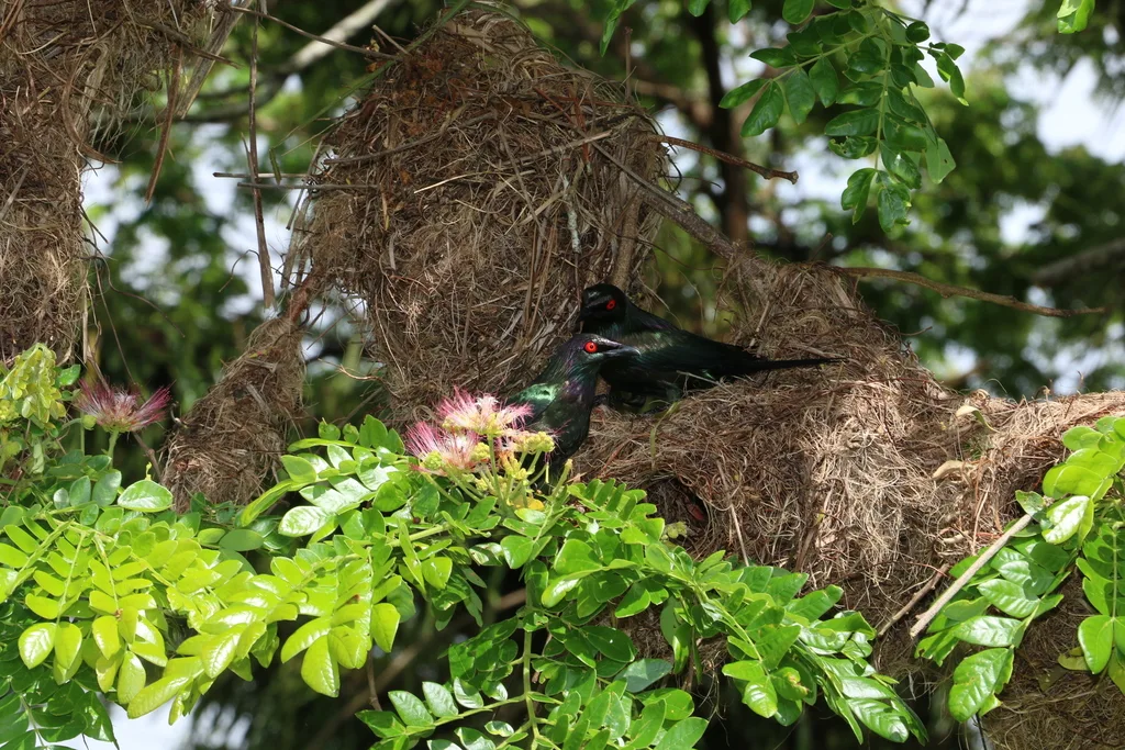群辉椋鸟(Aplonis metallica)